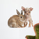 Chihuahua with a rabbit in front of white background Wall Decal
