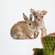 Chihuahua with a rabbit in front of white background Wall Decal