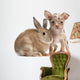 Chihuahua with a rabbit in front of white background Wall Decal