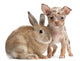Chihuahua with a rabbit in front of white background Wall Decal