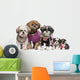 Fashionable Shih Tzus Wall Decal
