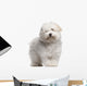 Coton Tulear Puppy 4 Wall Decal