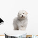 Coton Tulear Puppy 4 Wall Decal