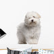 Coton Tulear Puppy 4 Wall Decal