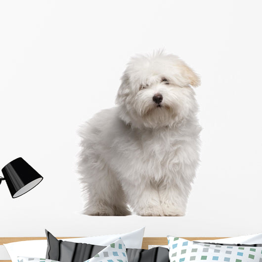 Coton Tulear Puppy 4 Wall Decal