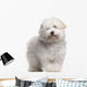 Coton Tulear Puppy 4 Wall Decal