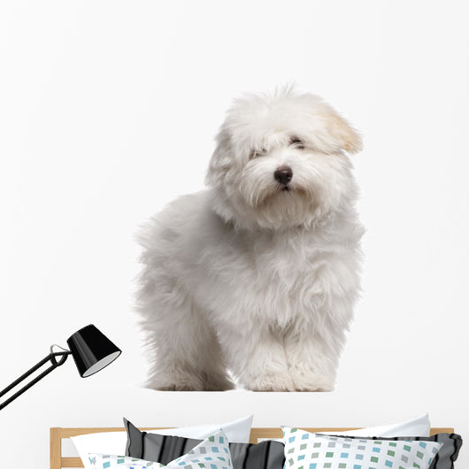 Coton Tulear Puppy 4 Wall Decal