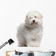 Coton Tulear Puppy 4 Wall Decal
