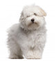 Coton Tulear Puppy 4 Wall Decal