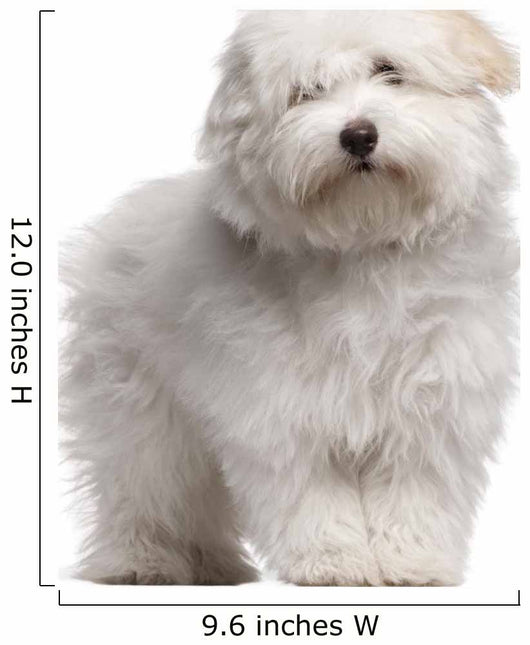 Coton Tulear Puppy 4 Wall Decal
