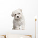 Maltese Puppy 2 Months Old Standing Wall Decal