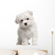 Maltese Puppy 2 Months Old Standing Wall Decal