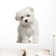Maltese Puppy 2 Months Old Standing Wall Decal