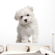 Maltese Puppy 2 Months Old Standing Wall Decal