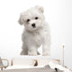 Maltese Puppy 2 Months Old Standing Wall Decal