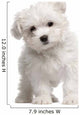 Maltese Puppy 2 Months Old Standing Wall Decal