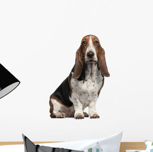 Bassett Hound, 6 years old, sitting Wall Decal
