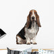 Bassett Hound, 6 years old, sitting Wall Decal