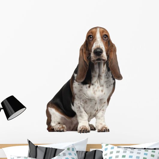 Bassett Hound, 6 years old, sitting Wall Decal