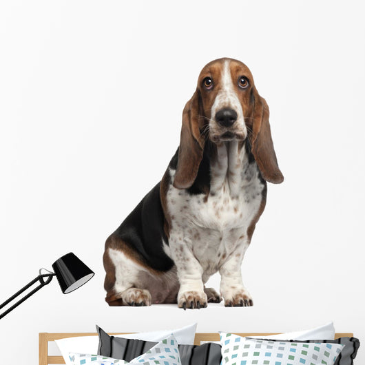 Bassett Hound, 6 years old, sitting Wall Decal