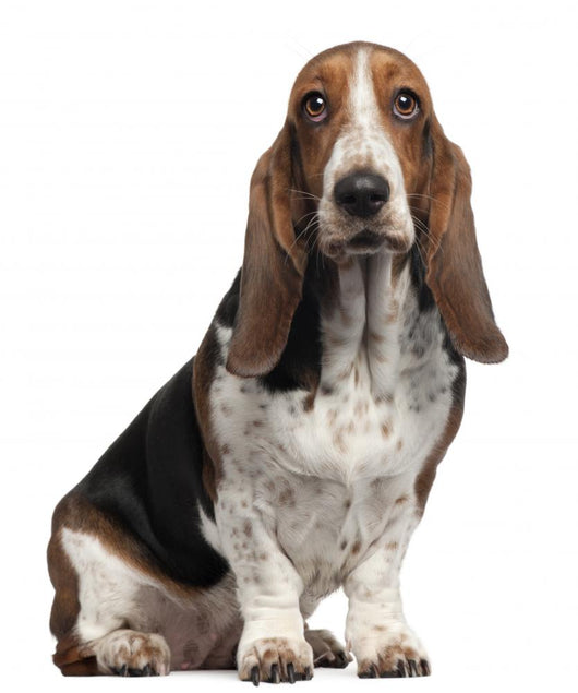 Bassett Hound, 6 years old, sitting Wall Decal