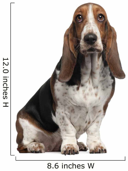 Bassett Hound, 6 years old, sitting Wall Decal