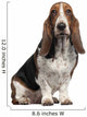 Bassett Hound, 6 years old, sitting Wall Decal