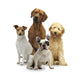 4 Hunde Wall Decal