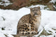 Young Snow Leopard