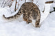 Creeping Snow Leopard