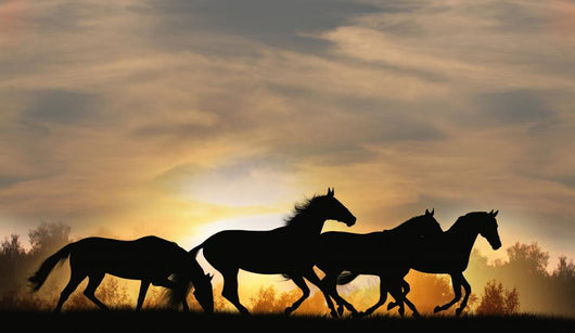 Horses Sunset
