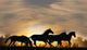 Horses Sunset