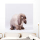 Wall Mural