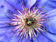 blaue clematis Wall Mural
