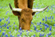 Grazing Amongst the Bluebonnets Wall Mural
