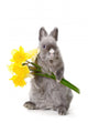 Bunny With Yellow Flowers Wall Decal