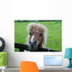 Pony Ii Wall Mural