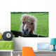 Pony Ii Wall Mural