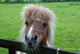 Pony Ii Wall Mural