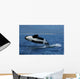 Killer Whale Breaching
