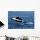 Killer Whale Breaching