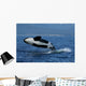 Killer Whale Breaching