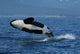 Killer Whale Breaching