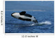 Killer Whale Breaching
