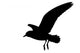 Seagull