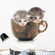 Teacup Kittens Wall Decal