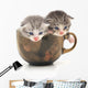 Teacup Kittens Wall Decal