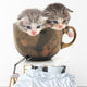 Teacup Kittens Wall Decal