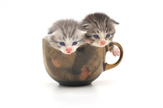 Teacup Kittens Wall Decal