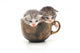 Teacup Kittens Wall Decal